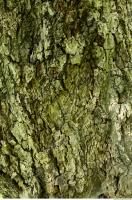 tree bark 0008